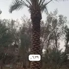 يوجد لدينا نخيل تكريب هلال جميع انواع المقاسات متوفره