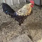دجاج