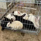 ارانب بلدي وا فرنسي