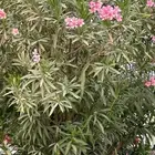 مزارع ومنسق حدائق