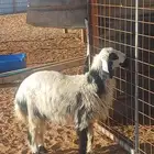 رخل ذبيحه طيب شحم فل وطرف