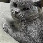 قطط انثى وذكر سكوتش للبيع