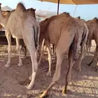 اللي ينتظر القعدان الصومالية الطيبة يشوف الإعلان ولا يتأخر