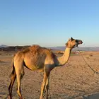 للبيع بكره. وقعود. البكره سلاله سودنيه القعود حر