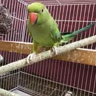 ببغاء دورة هندي