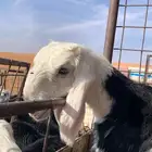 فحول صنف نجد