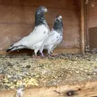 حمام باكستاني تيدي