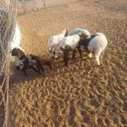 دواغير نعيم