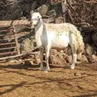 خروف فحل حري مشروط