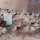 صوص بلدي للبيع