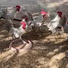 ديك فيومي المنيوم