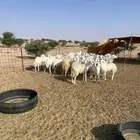 رخال حريه جذع وثني وربع ماعدا خمس