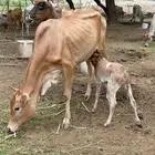 بقر منتوج للبيع على السوم