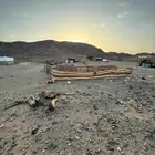 شبوك غنم حلال للبيع
