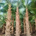 نخل واشنطني زينه