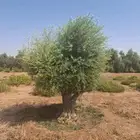 أشجار الزيتون