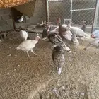 دجاج رومي