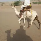 قعود حر للبيع