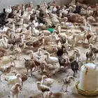 صوص دجاج بلدي فواتح للبيع