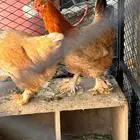 دجاجة براهما