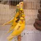 عصافير الحب