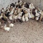 صوص دجاج بلدي فواتح للبيع