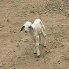 رخل للبيع