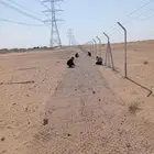 توريد وتركيب شبوك بجميع انواعها