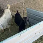 ماعز للبيع الموقع تبوك