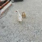 بطه مع اثنين زغاليل