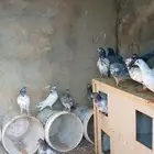 بيا  مام دجاج