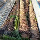 واشنطن نخل زينه