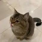 قطط مفقودين