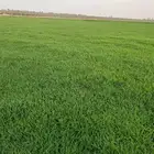 تيل 2000C صافي وطبيعي درجه اولى ممتاز موجود تركيب وتوريد فى