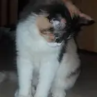 قطة عشر اشهر للتبني