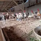 ديوك بلدي وفيومي