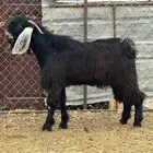 تيس جذع عارضي فحل