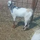 تيس وجفره للبيع