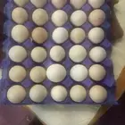 بيض دجاج براهما كولمبي كونك