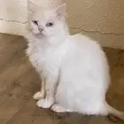 قطة شيرازية للتبني أم و صغارها 4