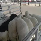 طليان للبيع