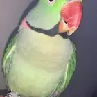 ببغاء دره متكلم( نيبالي او كحول) ذكر جاهز للبيع