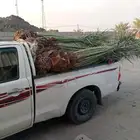يوجد لدينا جميع انواع النخيل