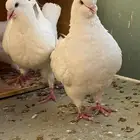 زوج كنج حمام حجم سوبر جانبو احجم توب التوب بيض صافي