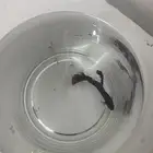 سمكات