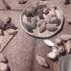 سمان العمر 50 يوم شرط شحم العدد 55 جوز الموقع القويع