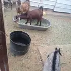 تيوس عوارض جذعان