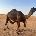 عشرا ملحى