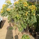 بيع جميع انواع النخل والشجر والعشيب والورد والزهر وقص