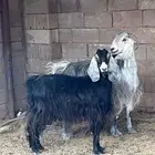 ماعز حليب سدس للبيع